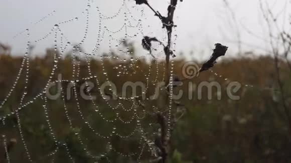 蜘蛛网与露珠视频的预览图