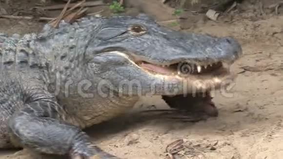 尼罗河鳄鱼吃它的猎物视频的预览图