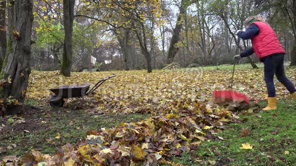 园丁女人在后院耙树叶空的生锈的手推车4K视频的预览图