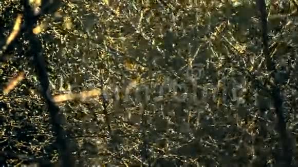 树枝上的绒毛视频的预览图