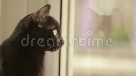 黑猫坐在窗台上看着窗外猫简介视频的预览图