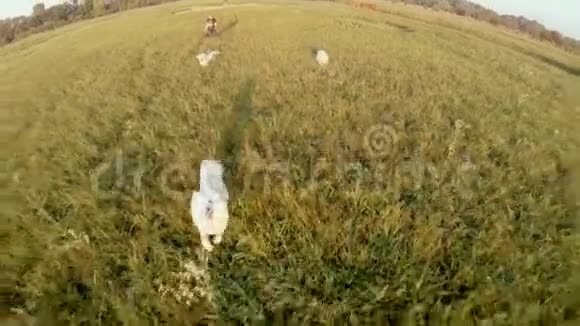 狗穿过高大的草地跑过田野鸟瞰图视频的预览图