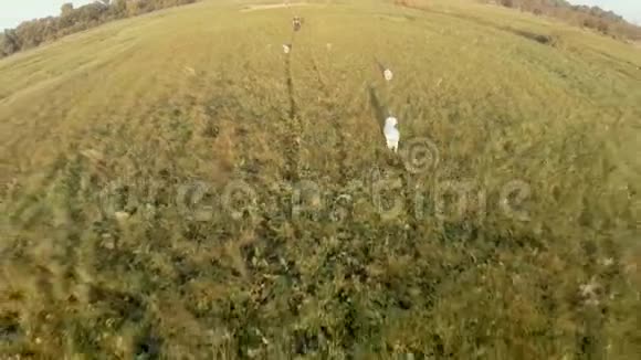狗穿过高大的草地跑过田野鸟瞰图视频的预览图