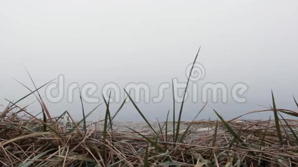 河雾背景上的绿草视频的预览图