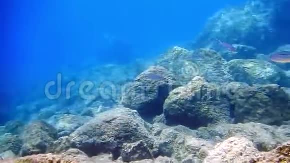 在爱琴海潜水水下射击视频的预览图