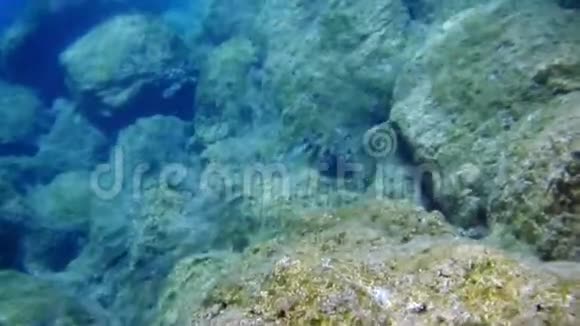 在爱琴海潜水水下射击视频的预览图