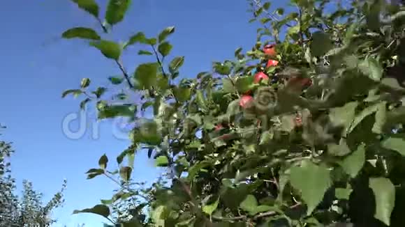 戴着太阳眼镜的人在农场种植园摘红苹果4K视频的预览图
