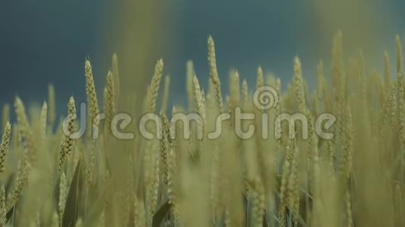 乌云笼罩着金色的麦田小麦或黑麦的耳朵在风中移动美丽的自然纯净的区域视频的预览图