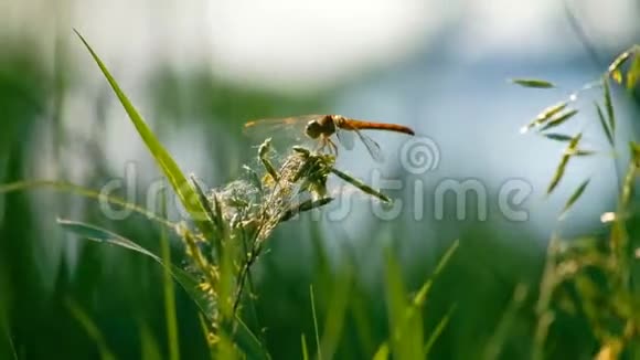 在草叶上休息蜻蜓视频的预览图