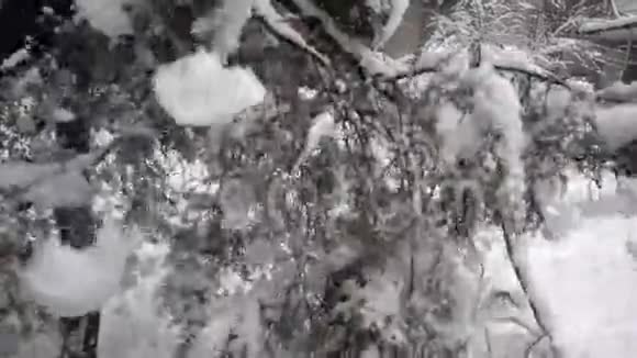 雪瀑布从云杉慢速运动视频的预览图