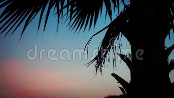 美丽的日落时棕榈树的剪影视频的预览图
