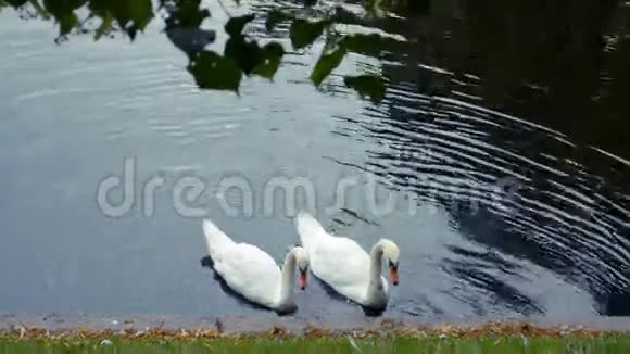 两只天鹅正在湖公园游泳视频的预览图
