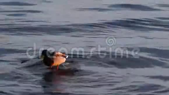鸭子在湖里的石头上视频的预览图