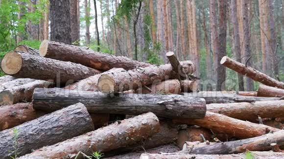 砍伐的树木落在森林的树干上视频的预览图