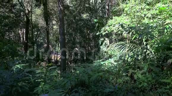 丛林向热带地区的草地树叶和树干倾斜视频的预览图