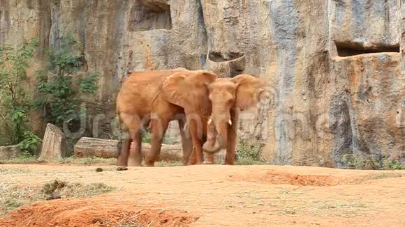 非洲大象走路视频的预览图