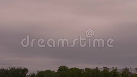 一大群鸟一群鸟对着天空慢速4K视频的预览图
