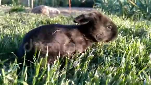 美丽的小黑兔在草地上奔跑视频的预览图