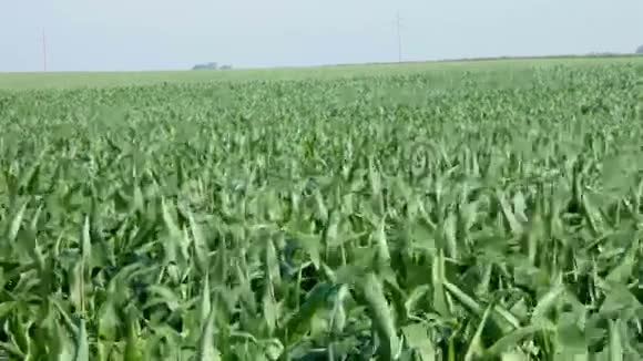 风和玉米地视频的预览图