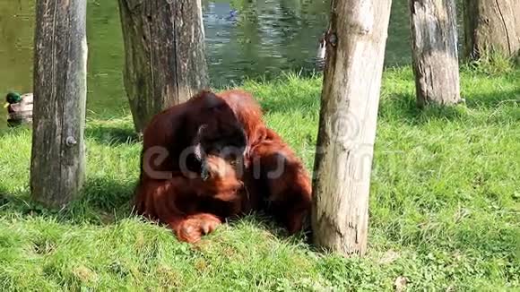 吃雄性婆罗洲猩猩视频的预览图