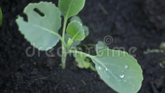 给卷心菜浇水花洒灌溉花园中的卷心菜视频的预览图
