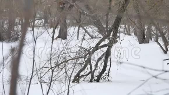 森林冬天黑白分明冬天森林干燥雪树自然户外风景视频的预览图