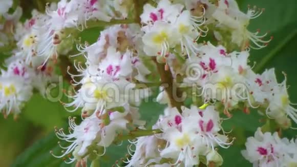 栗树的开花枝蓖麻视频的预览图