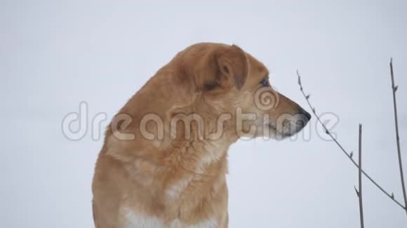 红色无家可归的狗画像坐在雪地的冬天无家可归宠物的问题视频的预览图