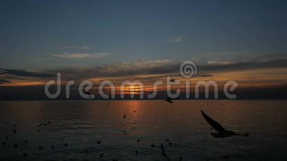 在日落时在海面上缓慢飞行的鸟群视频的预览图