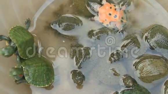 乌龟在碗里视频的预览图