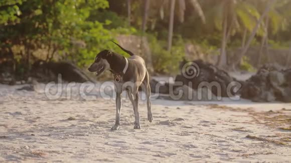日落时狗在海边的衣领里打哈欠慢动作3840x2160视频的预览图