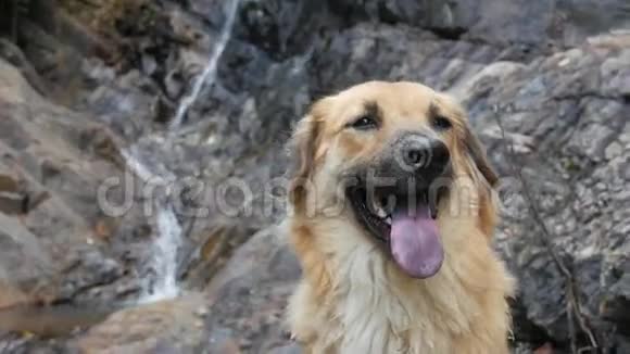 靠近泰国瀑布附近的可爱快乐狗座位高清慢速运动视频的预览图