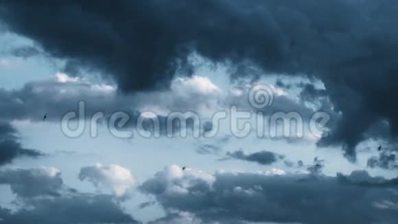 燕子在暴风雨的天空中飞翔视频的预览图