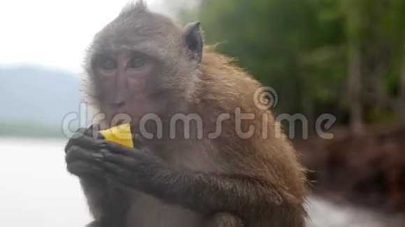 猴子吃泰国游客提供的食物视频的预览图
