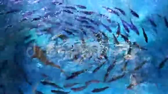 大鱼正在游泳池里盘旋视频的预览图