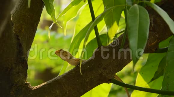 在花园里爬芒果树的蜥蜴视频的预览图