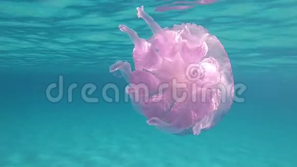 一种浆状根瘤俗称桶状水母状水母或细口状水母慢动作拍摄视频的预览图