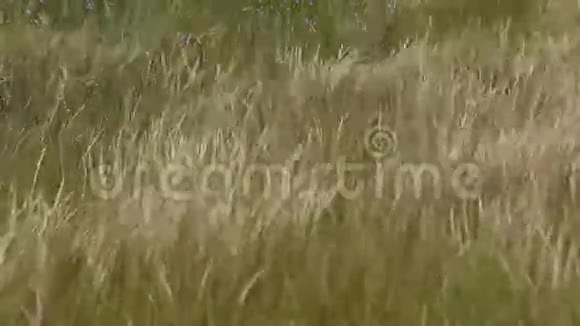 在绿草地上的耳朵视频的预览图