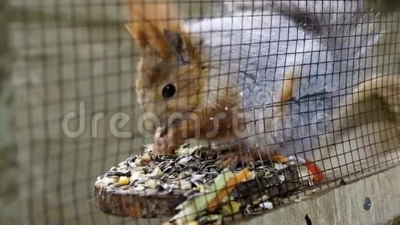 松鼠坐在笼子里松鼠吃坚果视频的预览图