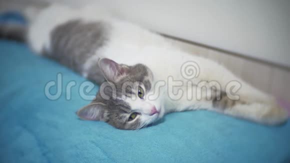 一只灰猫睡在床上他在宠物的特写镜头中转身在室内翻滚视频的预览图