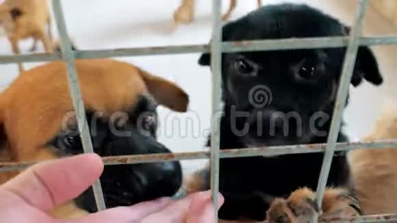 在宠物收容所里雄性手抚养笼中流浪狗的特写镜头人动物志愿服务和帮助概念视频的预览图
