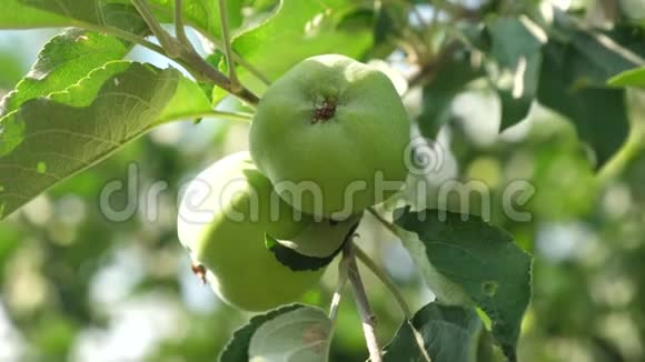 苹果在树上特写镜头树枝上的绿苹果漂亮的苹果成熟在树上农业企业视频的预览图