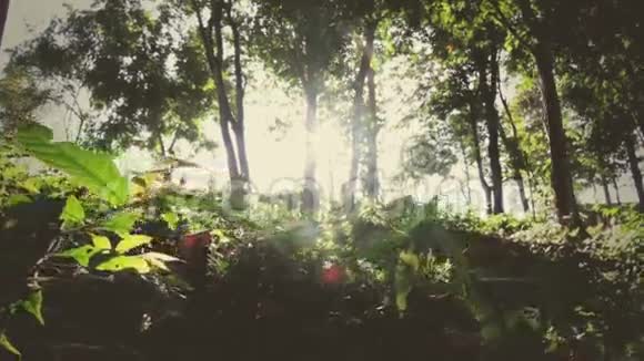 日落的光束穿过森林中的树木视频的预览图