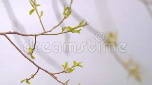 枝上嫩绿的叶子视频的预览图