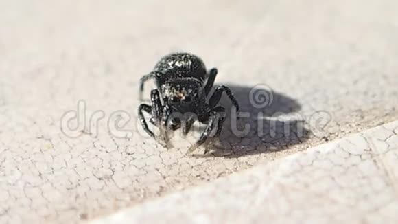 黑色跳跃蜘蛛清洁它的腿视频的预览图