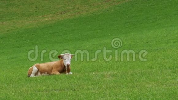 牛躺在高山山的草地上视频的预览图
