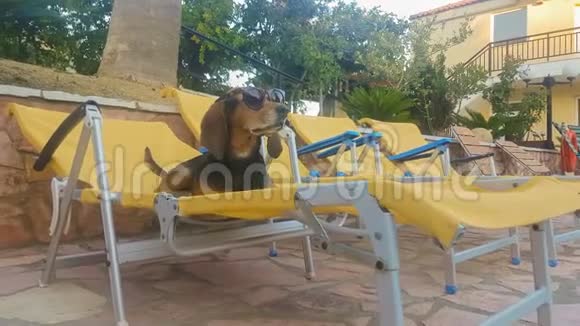 有趣的猎狗在一个夏天穿着太阳镜的躺椅上视频的预览图
