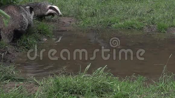 欧洲獾梅莱斯梅莱斯穿过水的派诺曼底视频的预览图