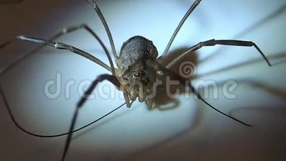 长腿蜘蛛男视频的预览图