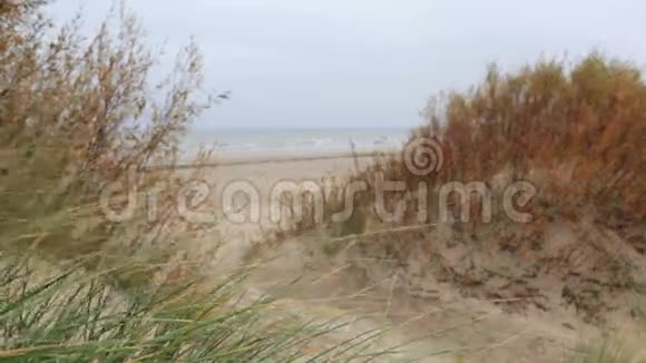 海上海岸的草视频的预览图